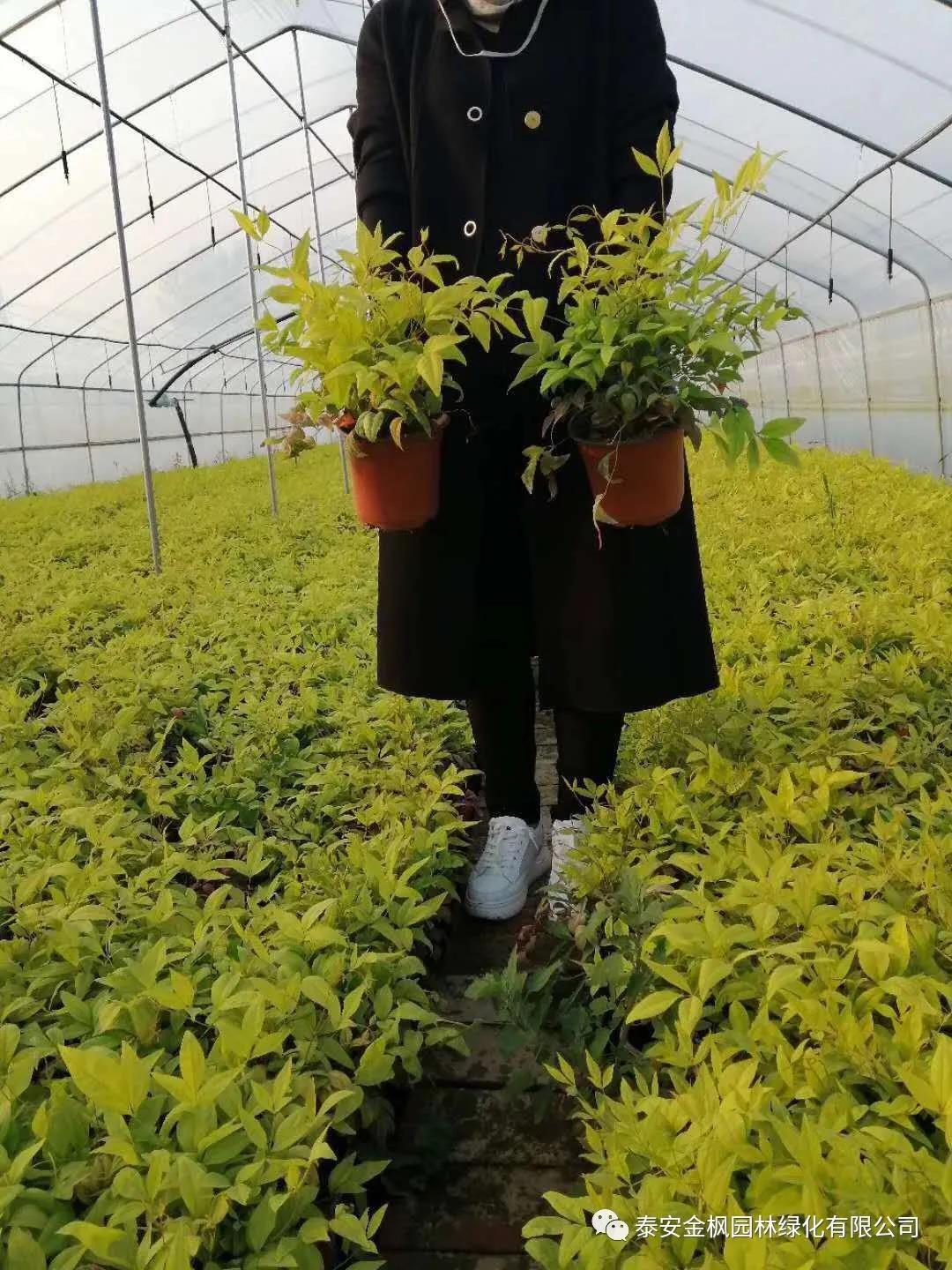 水稻烘干塔