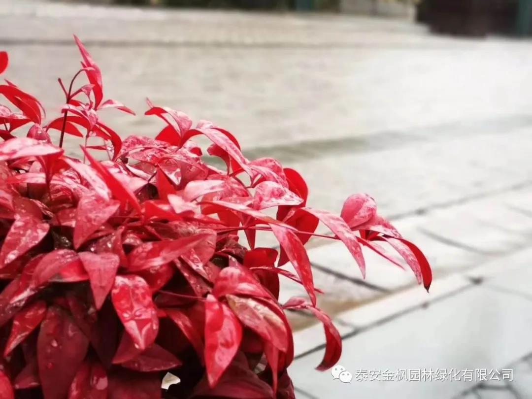 小麥烘干塔