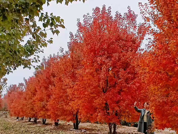 玉米烘干塔 玉米烘干塔