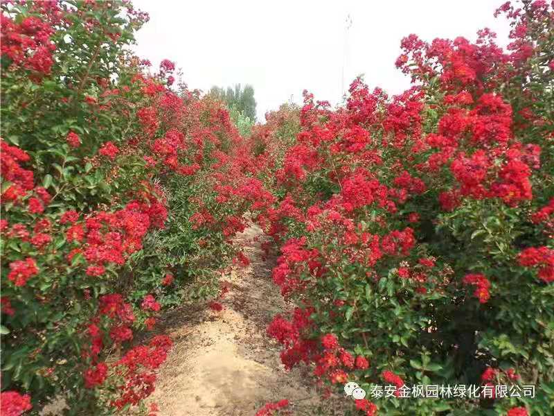 玉米烘干塔 玉米烘干塔