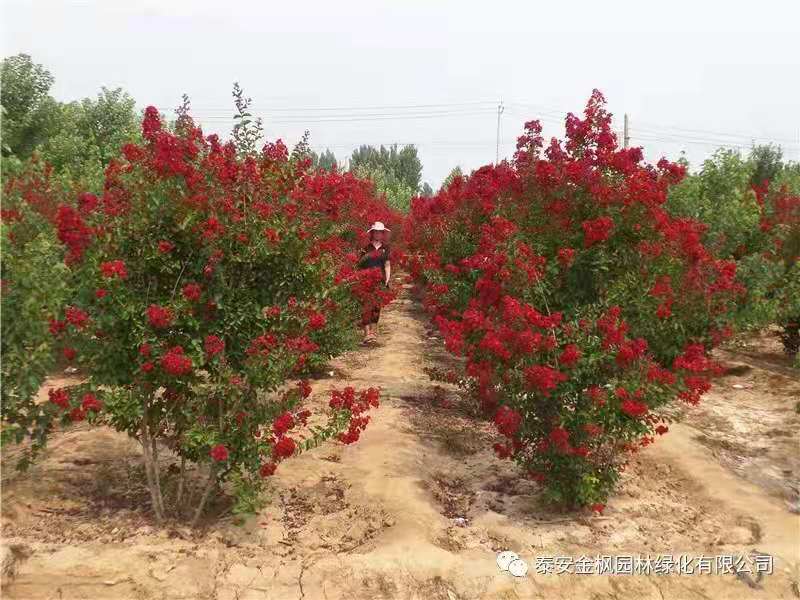 糧食烘干機(jī)多少錢