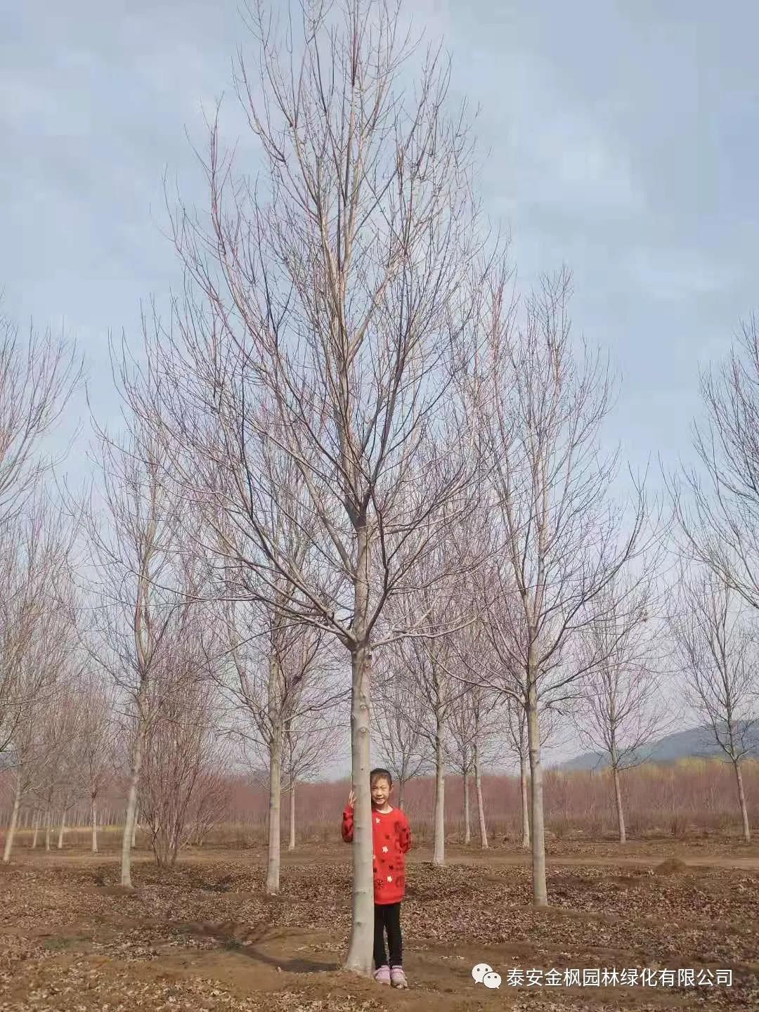 糧食烘干塔